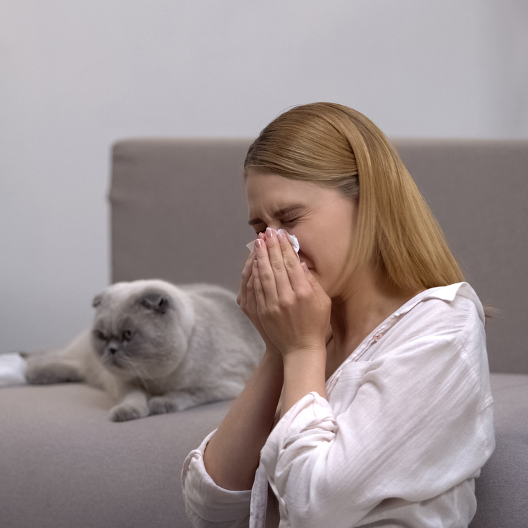 Si tienes un gato en casa y detectas síntomas de alergia, visita a un especialista en alergias, quien te dirá si puedes utilizar algún tratamiento para aliviar los síntomas, o si definitivamente es mejor que no tengas gatos en casa.