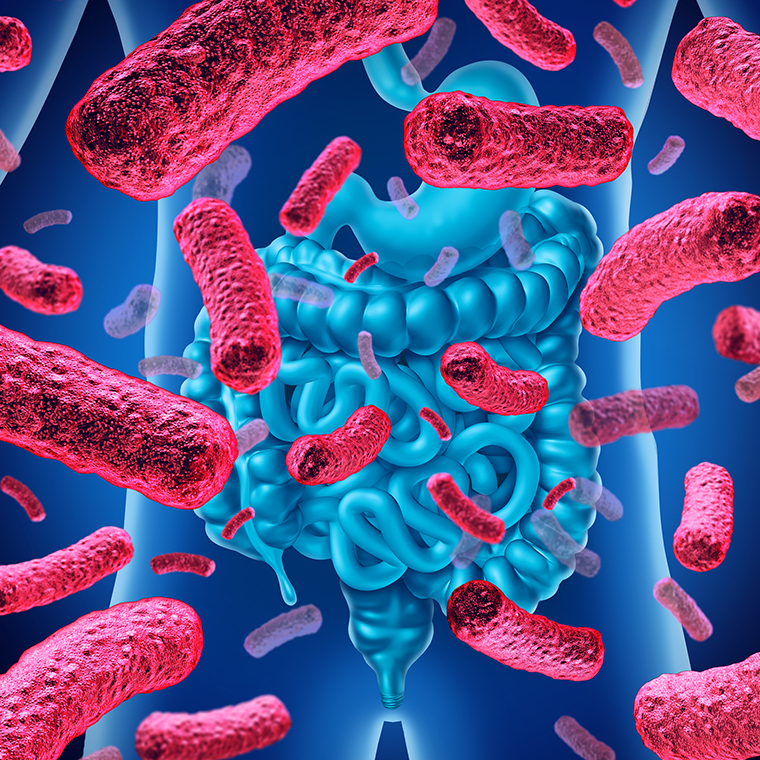 Microbiota es el conjunto de bacterias, virus, hongos y parásitos que habitan en nuestro intestino, o mejor conocido como flora intestinal.