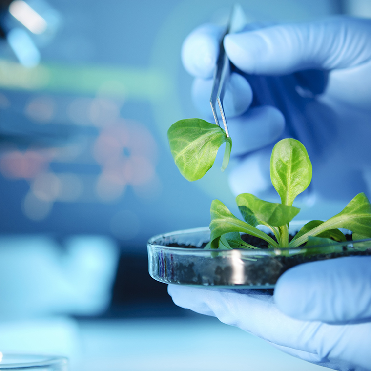 Investigan extractos bioactivos de planta mexicana para tratar enfermedades oftalmológicas.