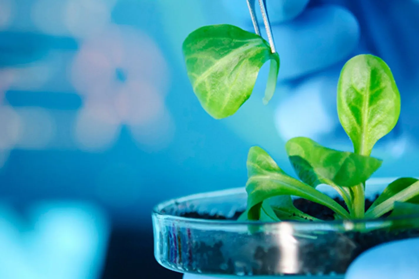 Investigan Extractos Bioactivos de planta mexicana para tratar enfermedades oftalmológicas