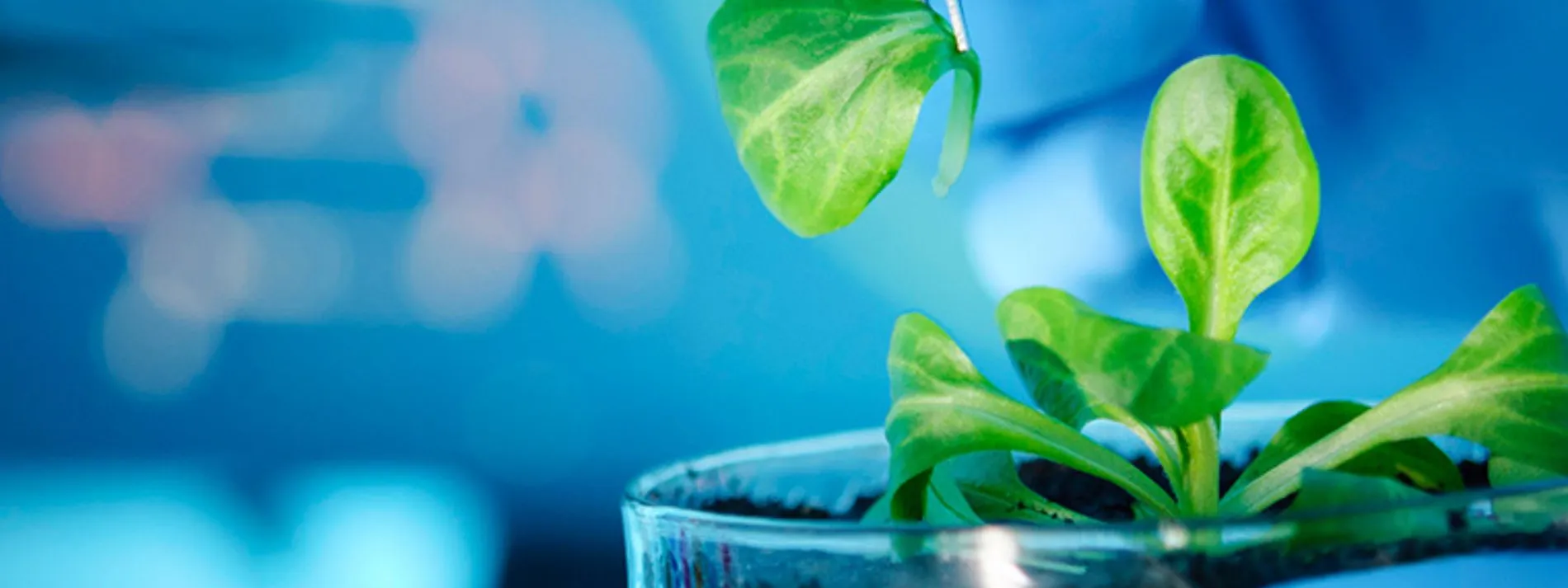 Investigan Extractos Bioactivos de planta mexicana para tratar enfermedades oftalmológicas